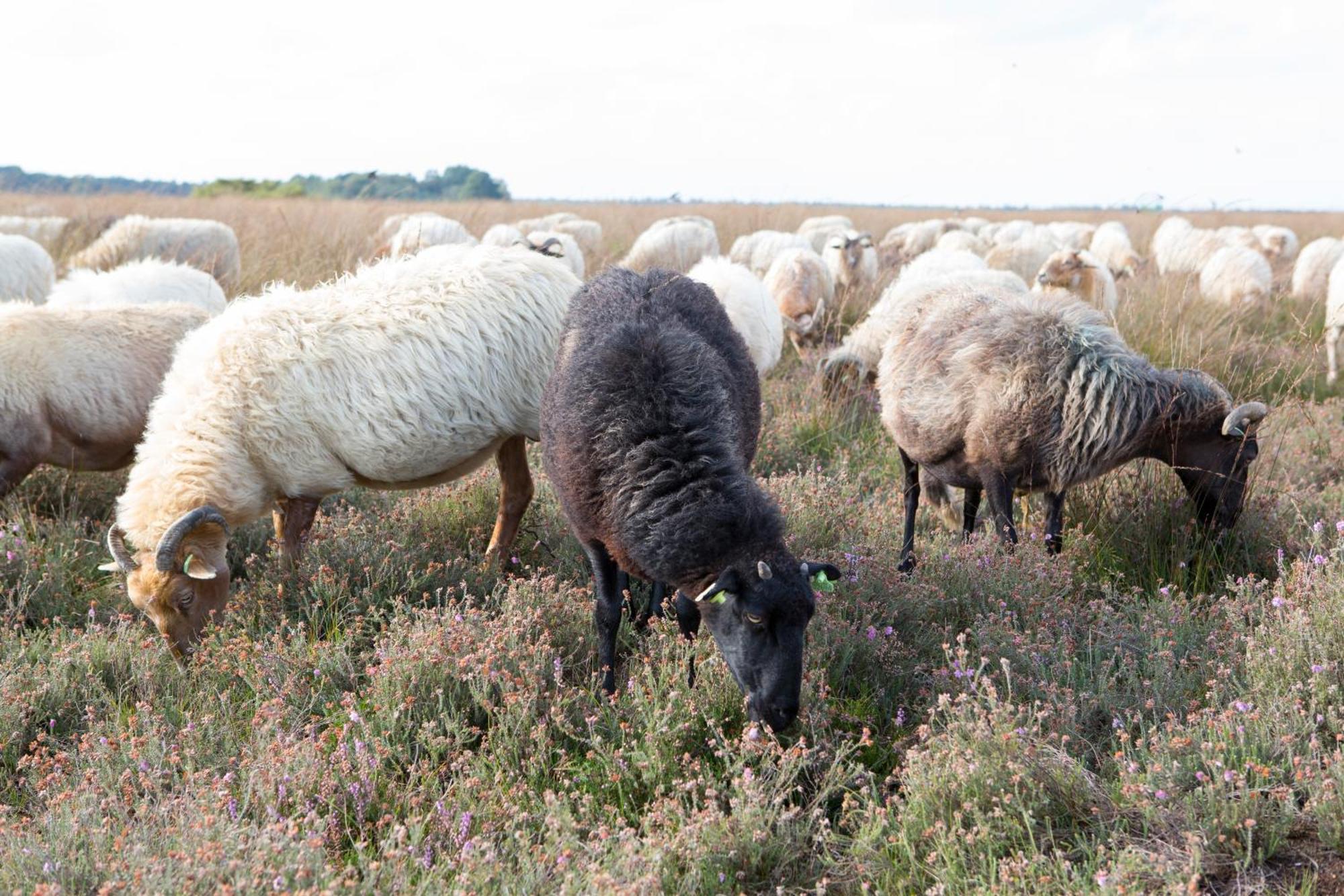 Bed and Breakfast The Barnyard Balinge Esterno foto